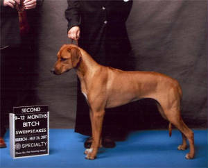 rhodesian ridgeback champion breeders