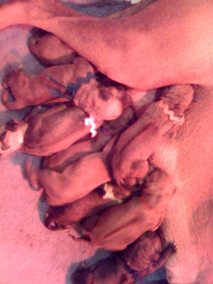 CAYMAN10BABIES.jpg